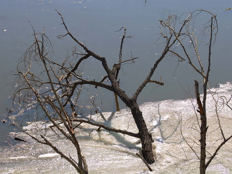 В Омске продолжают озеленять улицы и скверы даже в снег