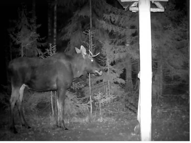 В парке «Марий Чодра» лоси спешат наесться соли