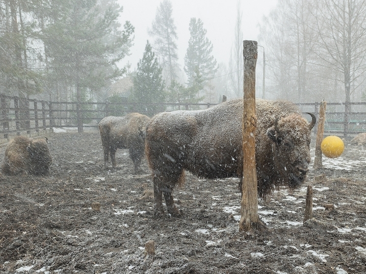 В красноярском зоопарке «Роев ручей» раскрыли интересные особенности поведения зубров