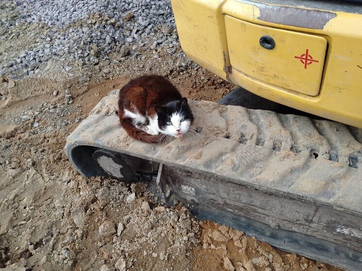 В Киришском районе 11 ноября будут отлавливать безнадзорных животных