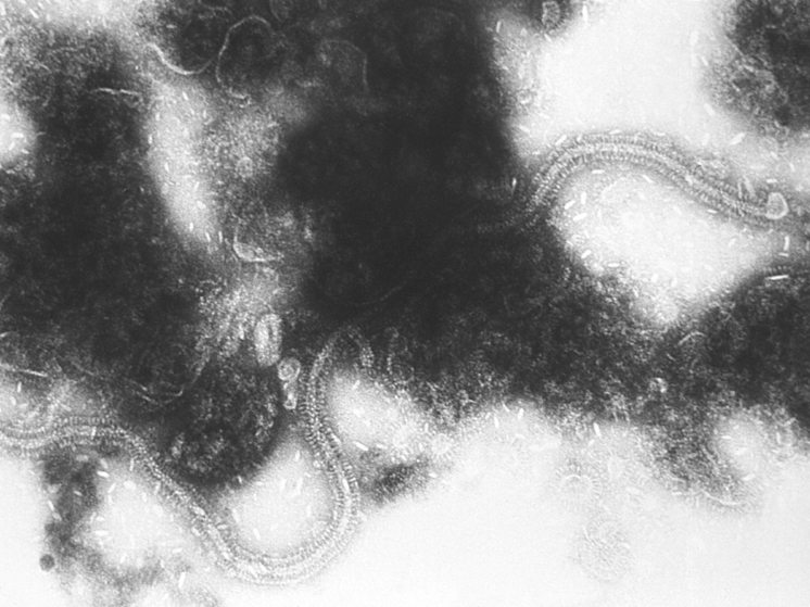 В обмен на помощь США хотят получать от других стран информацию о патогенах