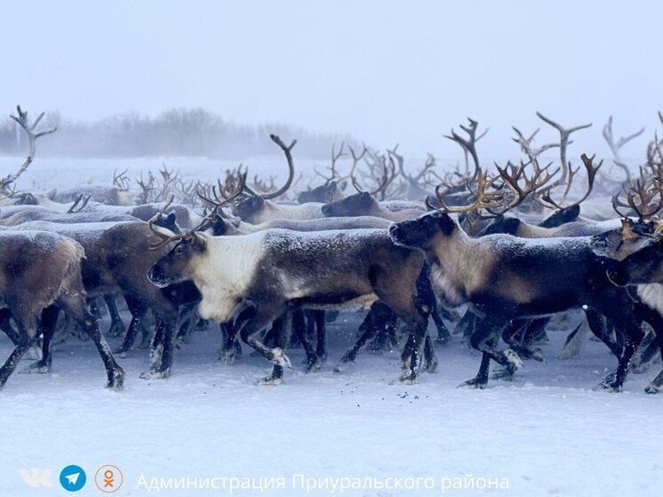 Ямальских автомобилистов предупредили об опасности из-за выхода оленей на трассы