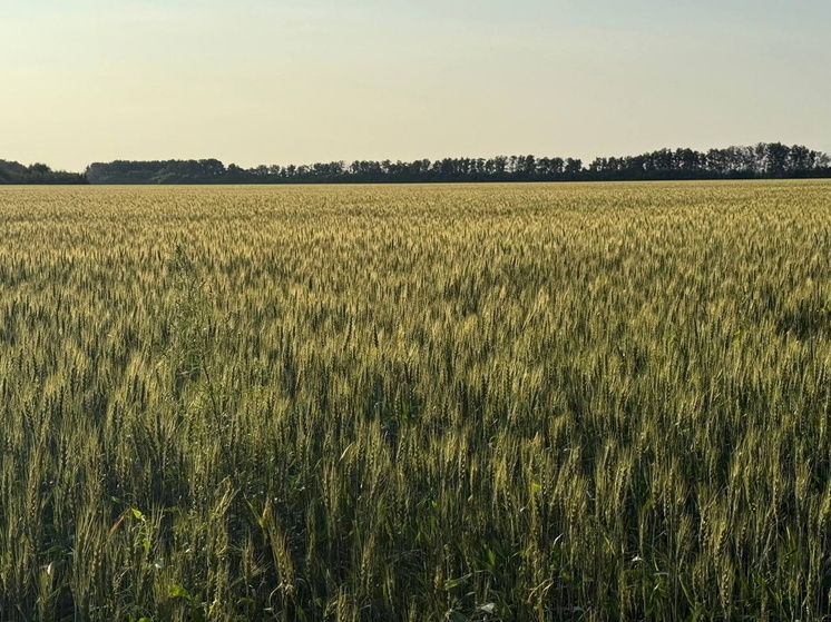 Неубранный урожай Омской области планируют собрать весной