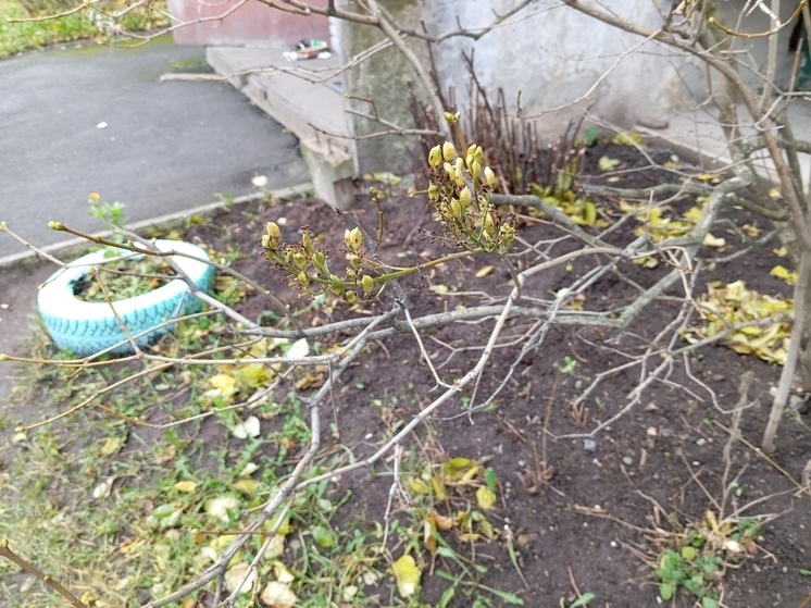 Жители Карелии еще находят дары леса в ноябре