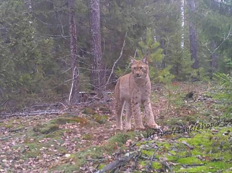 Лесная жизнь: волк-одиночка и рысь попали в фотоловушки нижегородцев