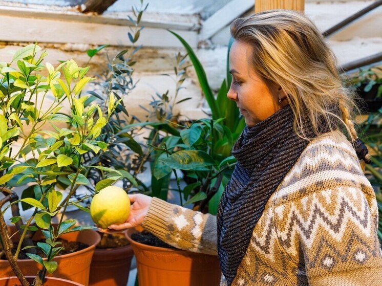 В Ясной Поляне собрали ноябрьский урожай цитрусовых