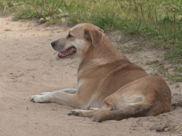 В садоводстве во Всеволожском районе собаки напали на женщину