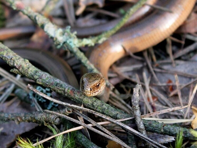 Будьте осторожны: подмосковные змеи снова не спят