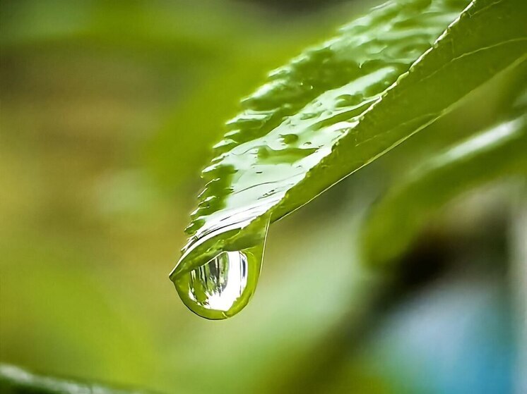 Экологи захотели наделить музеи-заповедники Петербурга природоохранным статусом