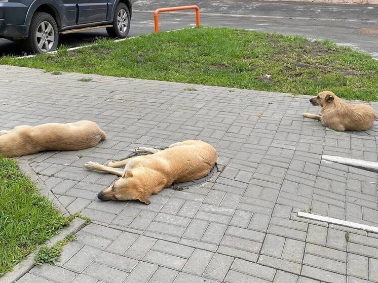 Бастрыкин взял на контроль ситуацию с нападением собак на мальчика в Бийске