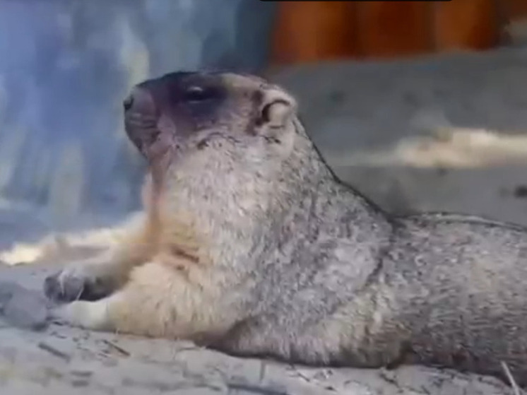 Работники Ростовского зоопарка занимаются обустройством зимних убежищ для байбаков