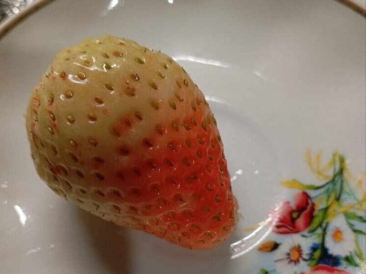 Куряне в ноябре собирают клубнику