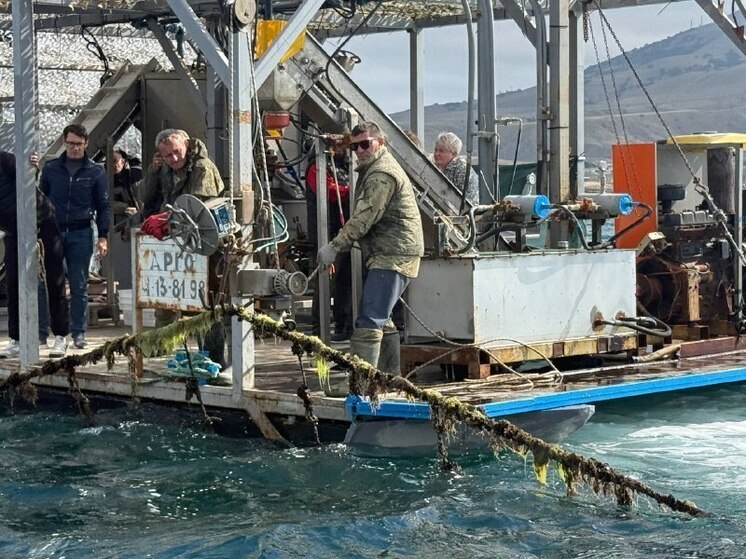 Путина в Черном и Азовском морях идет полным ходом, а цены на «живое серебро» даже не думают снижаться. Выясняем, почему рыбные места у берегов Крыма перестали радовать покупателей