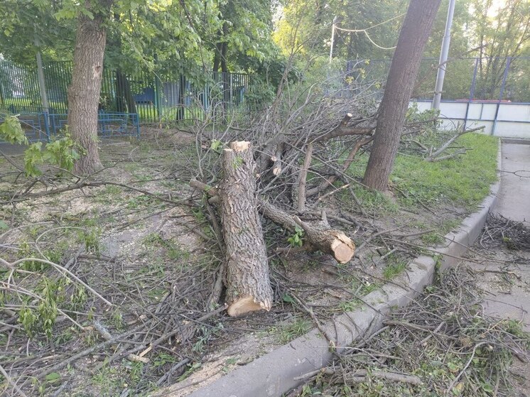 В Калининграде под застройку на острове Октябрьском вырубят десятки деревьев