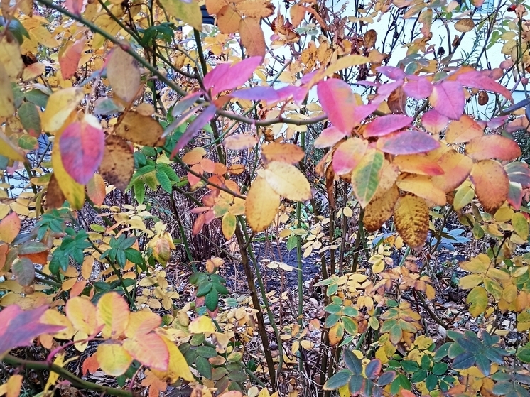 Сила магнитной бури 10 ноября составит 5 баллов: благоприятная пора для активной деятельности