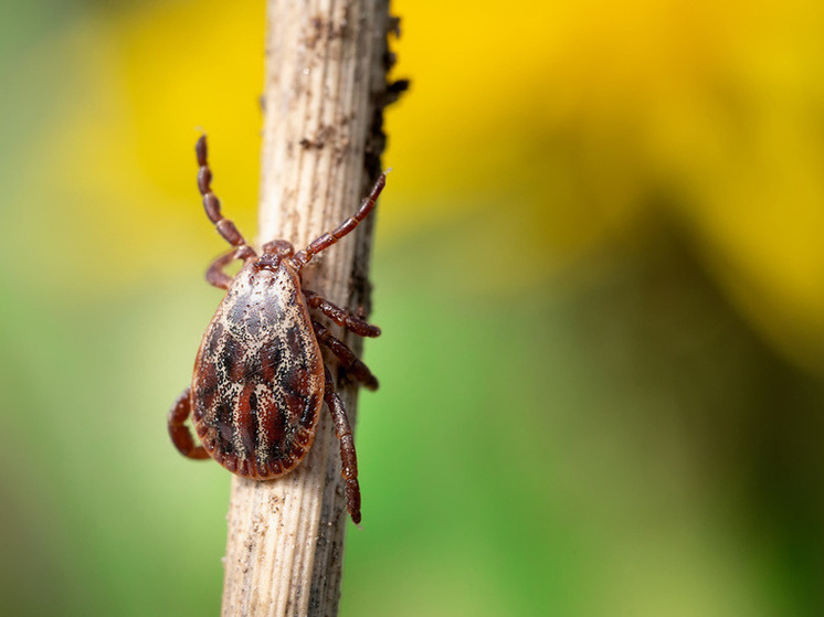 Калининградцам порекомендовали сделать прививку от клещей осенью