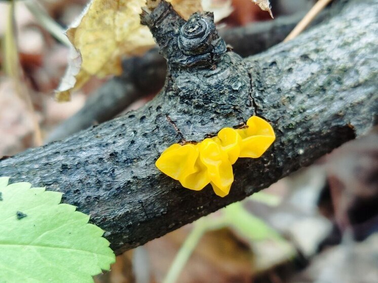 Сотрудники Жигулевского заповедника показали необычный оранжевый гриб