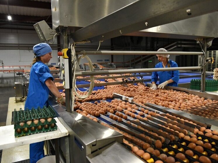 Ярославская область лидирует в производстве яиц