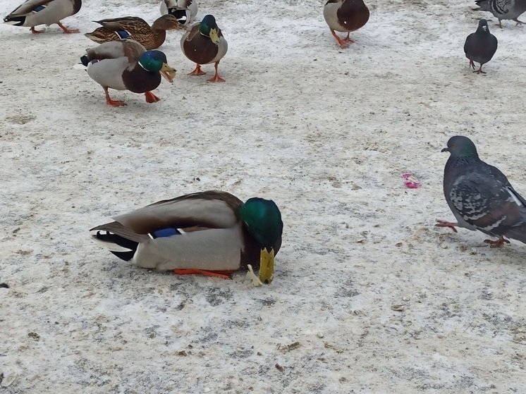 Метеорологи ошарашили ивановцев прогнозом погоды на ноябрь
