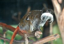 У хлопковых тамаринов по имени Дино и Мира, проживающих в зоопарке Лейк-Супериор (Миннесота), на днях родился очаровательный малыш с хохолком на голове