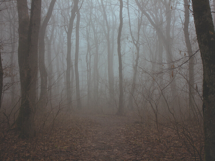 Через три часа Калининград окутает сильный туман