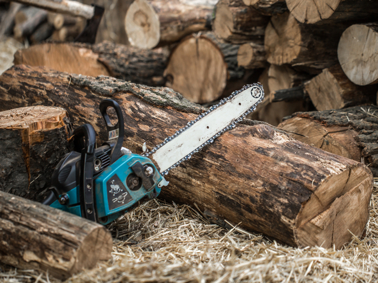 За дубы в суд: тамбовчанин поплатился за незаконную вырубку деревьев