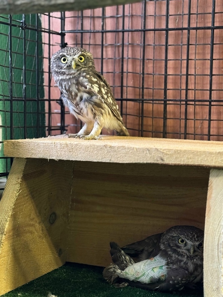 Неугомонные сычи: в центре «Русский сокол» два новых пациента выходят на поправку