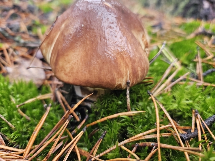 Владимирскую область накрыл бум ноябрьских грибов