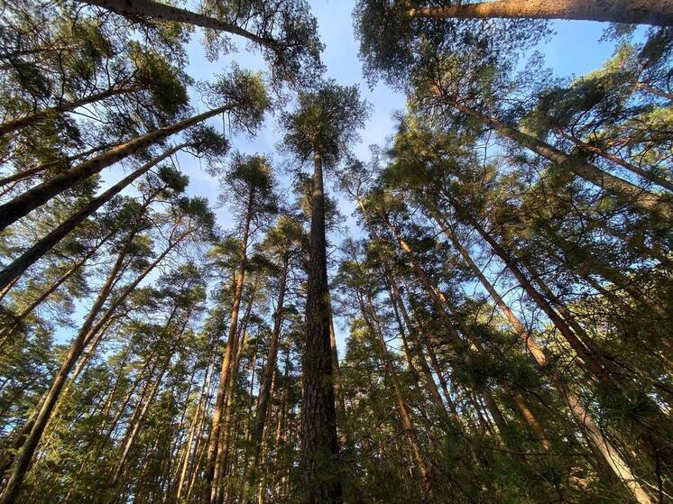 В Рязанской области провели мониторинг лесов