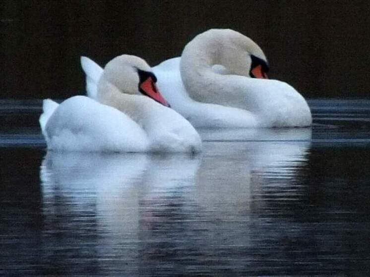 Стая лебедей остановилась на водоемах Курска во время осенней миграции