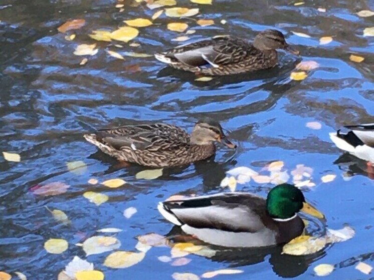 В понедельник воронежцы могут обойтись без зонтов