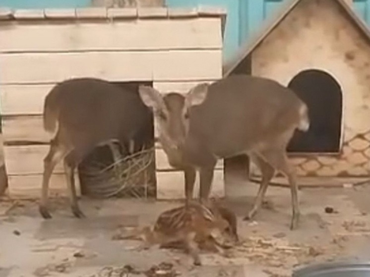 В Карельском зоопарке в семье лающих оленей родился оленёнок