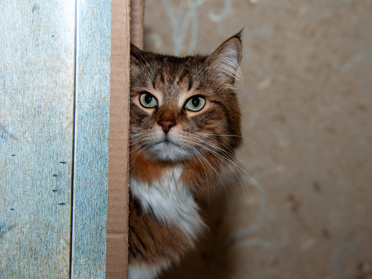 Буддистский обряд спасения живых существ привел к смерти множества кошек