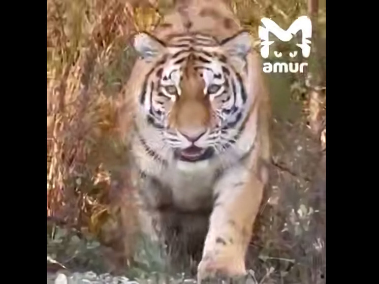 Власти в Приморье объяснили, почему не будут отлавливать гигантского тигра