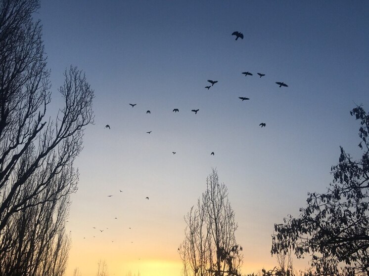 Воронежцев продолжат наказывать за публикации фото с БПЛА