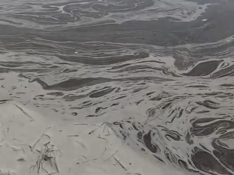 Жители Бийска переживают за лебедей из-за странной жидкости в реке Бия