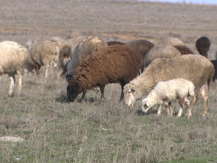 Почему чабанам Калмыкии завтра следует помолиться святой Анастасии