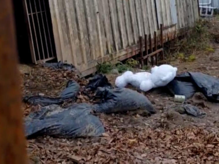 Калужской любимице Машке принесли друга