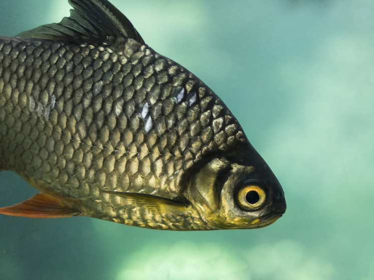 Популярная наука: Какие ТОП-4 чувства отсутствуют у человека, но есть у животных