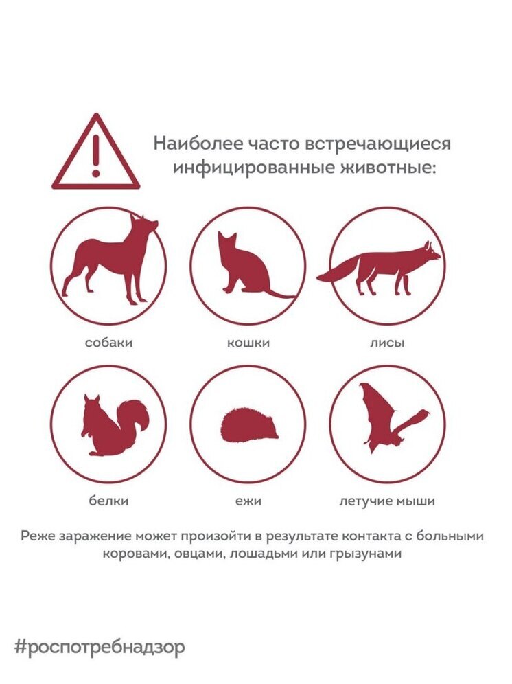 Бешенство зафиксировано в 11 муниципалитетах Нижегородской области