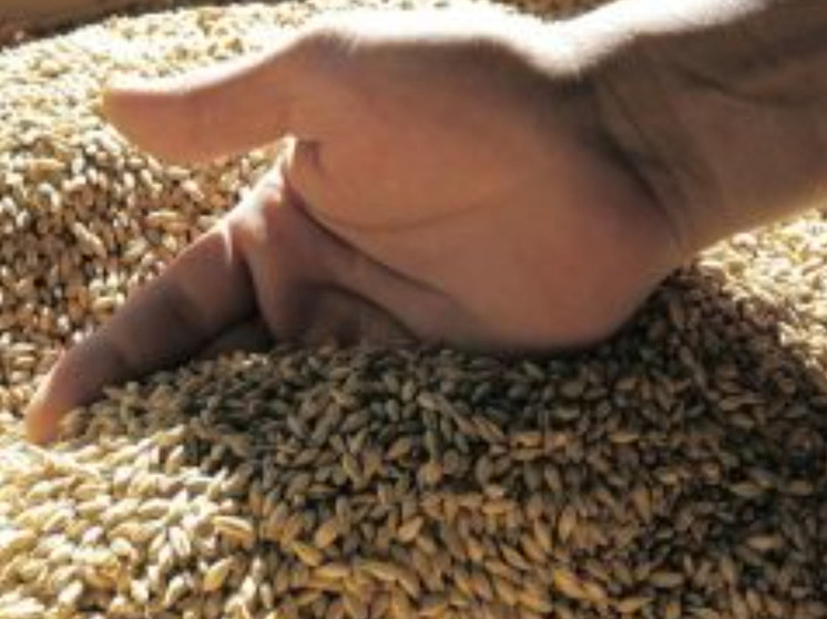 В Курской области выявлены нарушения при хранении 300 тонн зерна