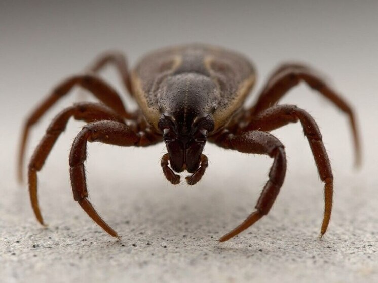 Югра остаётся эндемичной территорией по клещевому вирусному энцефалиту