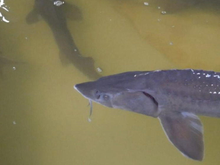 Абалакский рыборазводный завод стремится вывести сибирского осетра из Красной книги