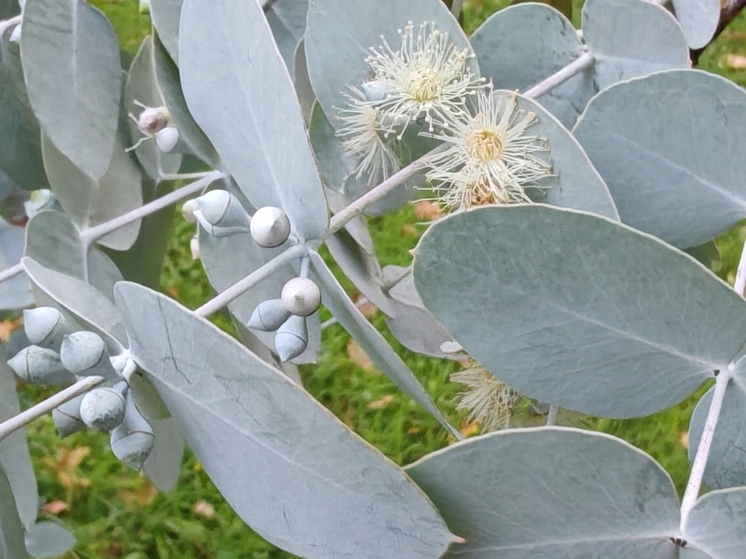 В Сочи цветет эвкалипт