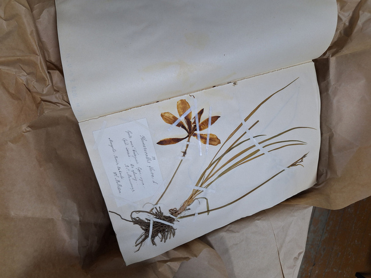 В Бурятии ученые БГСХА оцифруют гербарий двухвековой давности