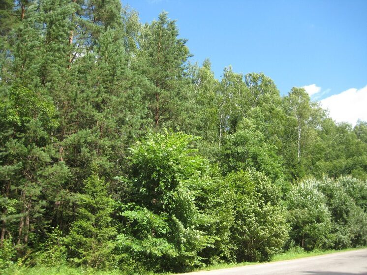 В Тульской области появится новый участок для заготовки древесины