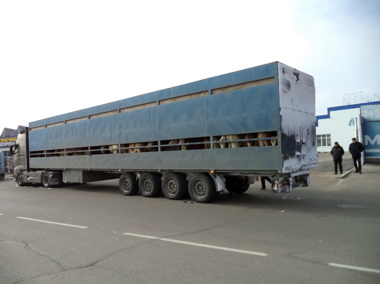 65 коров задержали в Тайшете