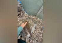 Почти 7 тысяч хвостов куницы обнаружили домодедовские таможенники в  чемодане пассажира, вылетавшего в Израиль