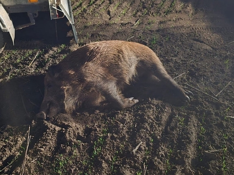 В Ростовской области незаконно подстрелили 8 диких кабанов