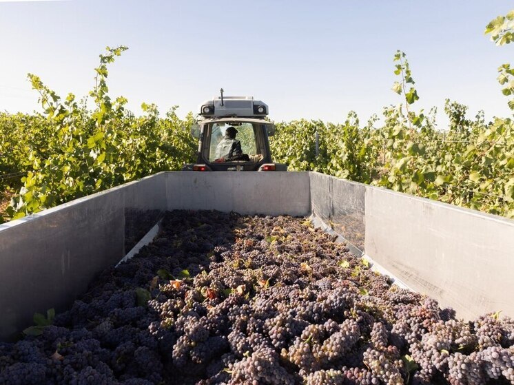 В этом году аграрии Крыма собрали 103 тысячи тонн винограда